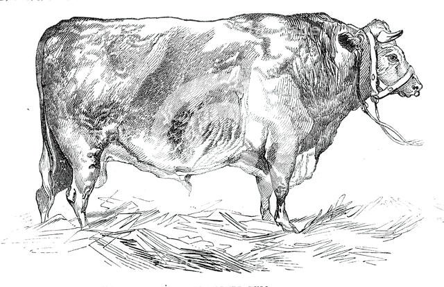 Mr. W. Fould's short-horned bull, 1844. Creator: Unknown.