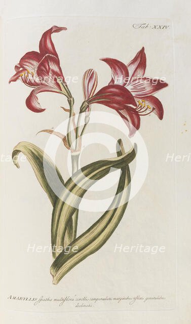 Amaryllis. From the Gardeners Dictionary, 1768. Creator: Miller, Philip (1691-1771).