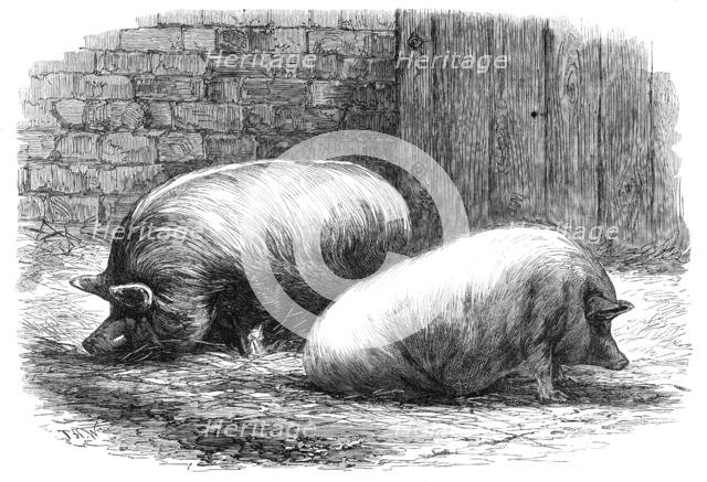 The International Cattle Show at Poissy, 1862. Creator: T. H. W..