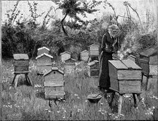 Apiary of wooden hives, Lismore, Ireland, 1890. Artist: Unknown