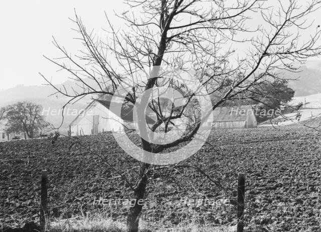Stock ranch and plowed field, Contra Costa County, California, 1938. Creator: Dorothea Lange.