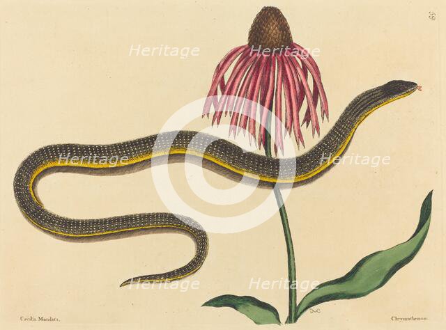 The Glass Snake (Anguis ventralis), published 1731-1743. Creator: Mark Catesby.
