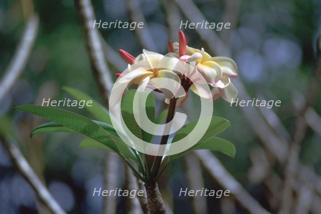 Frangipani blossom. Artist: CM Dixon Artist: Unknown