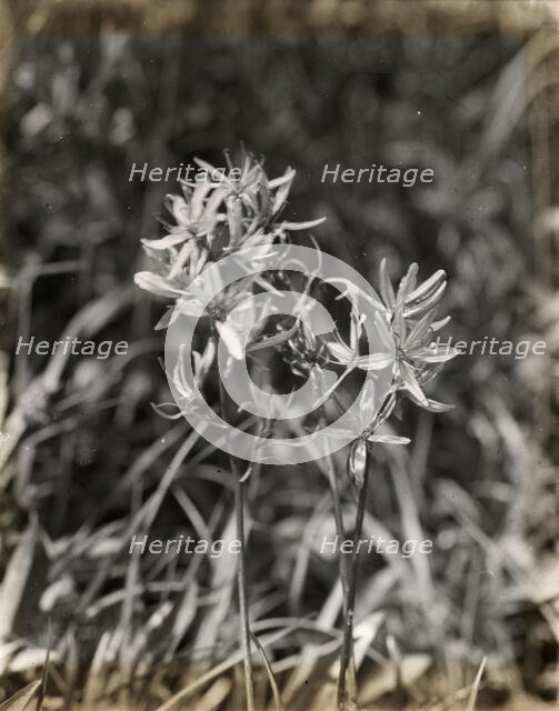 Wildflowers in bloom, between 1915 and 1935. Creator: Frances Benjamin Johnston.