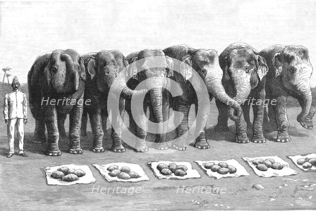 'An Elephant Battery in India; Breakfast- Waiting for the Word 'Feed'', 1890. Creator: Unknown.