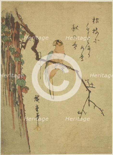 Macaw on ivy-covered tree, 1830s. Creator: Ando Hiroshige.