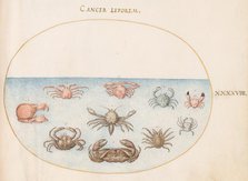 Animalia Aqvatilia et Cochiliata (Aqva): Plate XLVIII, c. 1575/1580. Creator: Joris Hoefnagel.