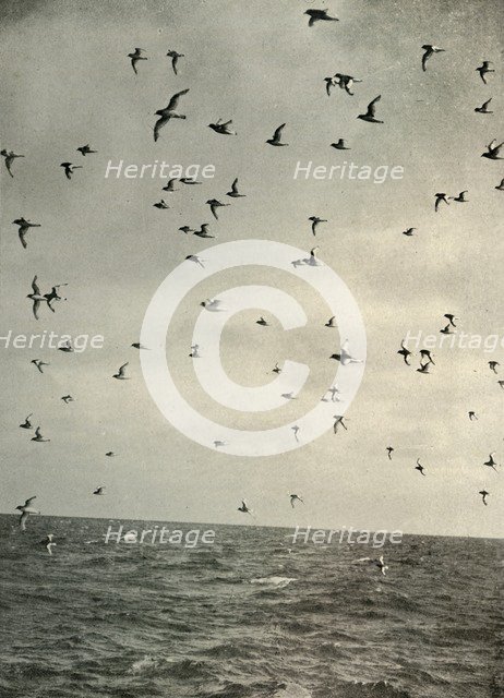 'Flight of Antarctic Petrels', c1908, (1909).  Artist: Unknown.