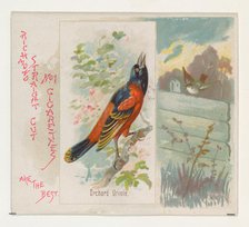 Orchard Oriole, from the Song Birds of the World series (N42) for Allen & Ginter Cigarette..., 1890. Creator: Allen & Ginter.