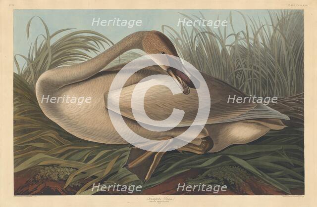Trumpeter Swan, 1837. Creator: Robert Havell.
