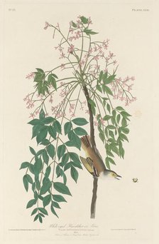 White-eyed Fly Catcher, 1829. Creator: Robert Havell.