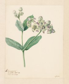 Calotropis, 1803. Creator: Hendrik Schwegman.