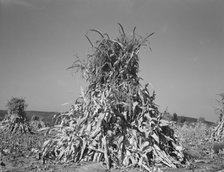 Field of corn in shock on farm of FSA borrower, Sunset Valley, Malheur County, Oregon, 1939. Creator: Dorothea Lange.