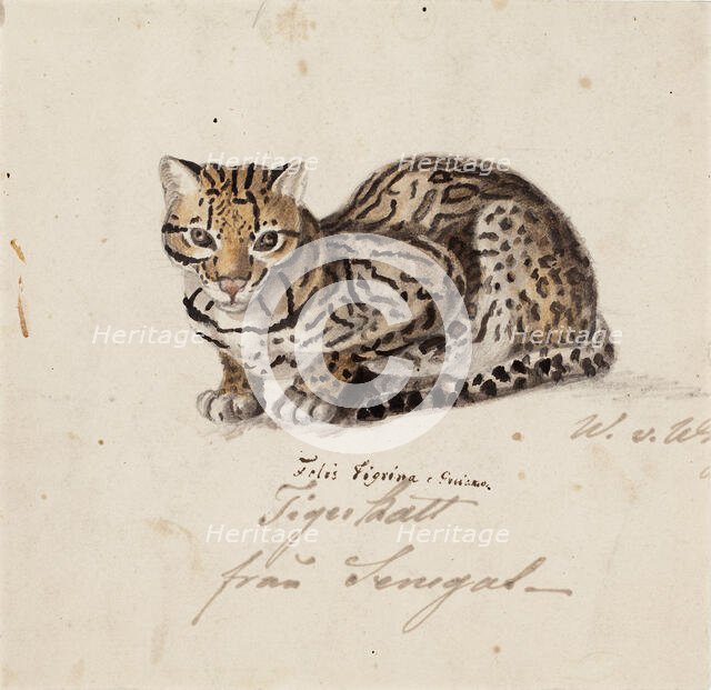 Northern Tiger Cat, 1829. Creator: Wilhelm von Wright.