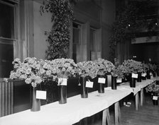 Exhibits, American Carnation Society Exhibition, Detroit, Mich., between 1900 and 1905. Creator: Unknown.