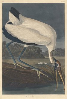 Wood Ibis, 1834. Creator: Robert Havell.