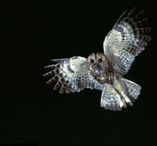 Tawny Owl in flight.