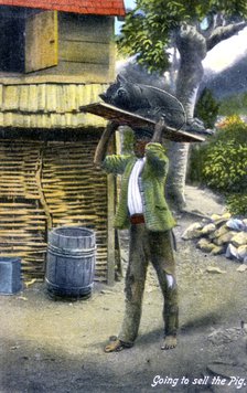 A man on his way to market to sell a pig, Jamaica, c1900s. Artist: Unknown