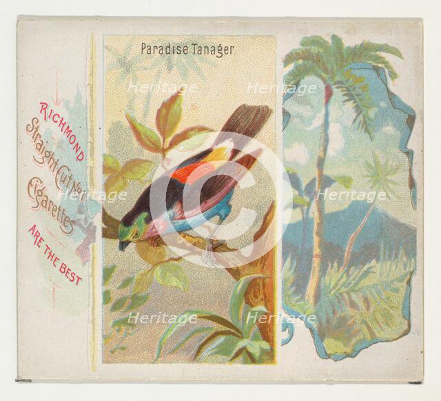 Paradise Tanager, from Birds of the Tropics series (N38) for Allen & Ginter Cigarettes, 1889. Creator: Allen & Ginter.