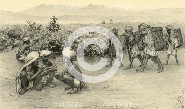 Tea pickers, Peradeniya, Ceylon, 1898. Creator: Christian Wilhelm Allers.