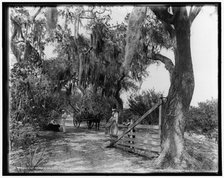 Entrance to Bostrom's, near Ormond, between 1880 and 1897. Creator: William H. Jackson.