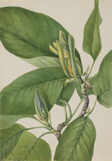 Cucumbertree (Magnolia acuminata), 1922. Creator: Mary Vaux Walcott.