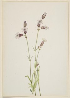 Silene multicaulis, ca. 1900-1920. Creator: Mary Vaux Walcott.