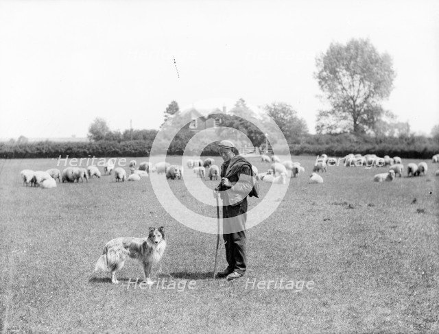 A shepherd and his dog, 1901 Artist: Henry Taunt