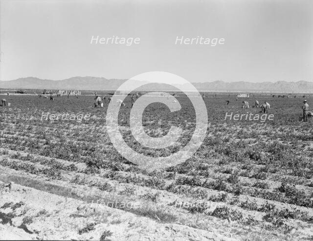 500 pea pickers in field of large-scale Sinclair ranch, near Calipatria, California, 1939. Creator: Dorothea Lange.