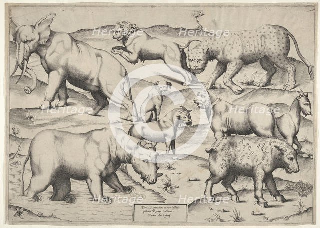 Various Animals. Creator: Unknown.