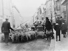 A car surrounded by sheep, Lewes High Street, East Sussex. Artist: Unknown
