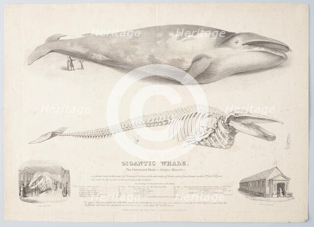 Gigantic Whale: The Greenland Whale (or Baloena Musculus), 1832. Creator: George Scharf.