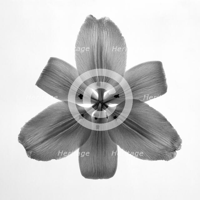 Lily. Creator: Tom Artin.