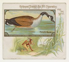 Canada Goose, from the Game Birds series (N40) for Allen & Ginter Cigarettes, 1888-90. Creator: Allen & Ginter.