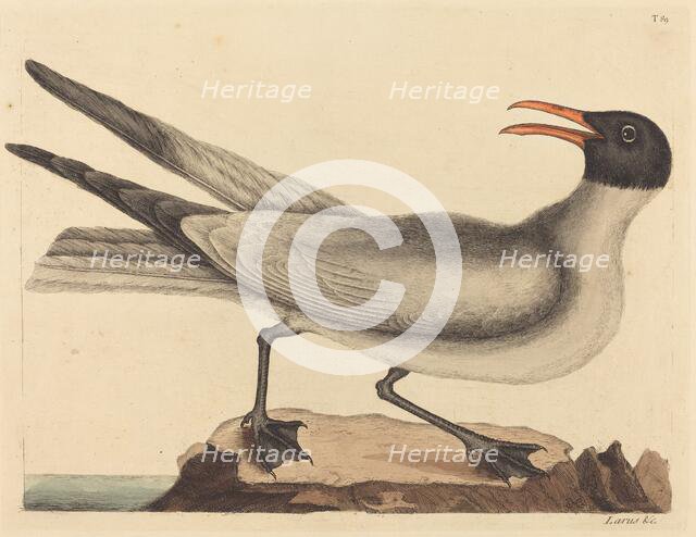The Laughing Gull (Larus articilla), published 1731-1743. Creator: Mark Catesby.