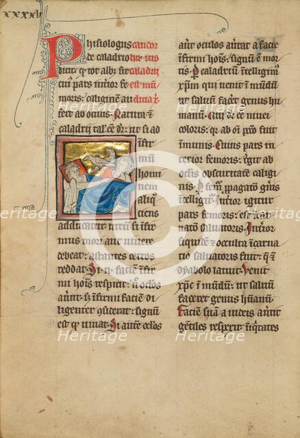 Caladrius Birds; A Plover; De Natura Avium; De Pastoribus et Ovibus, 1277 or after. Creator: Unknown.