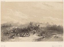 Canards Sauvages. Creator: Karl Bodmer.