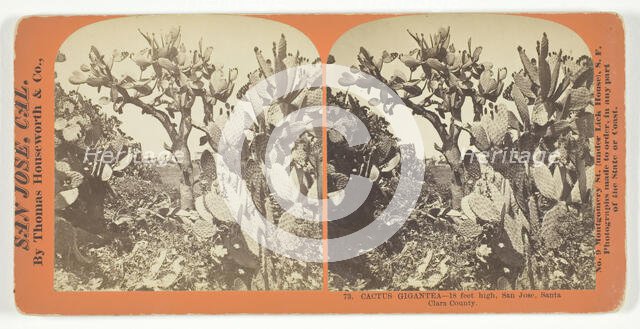 Cactus Gigantea - 18 feet high, San Jose, Santa Clara County, [USA], c. 1868.  Creator: Lawrence & Houseworth.