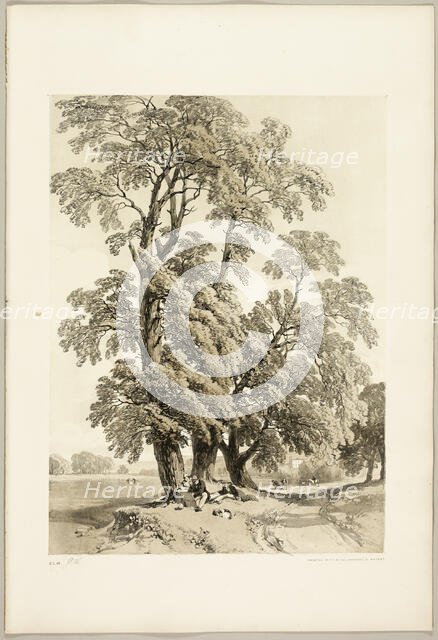Elm, from The Park and the Forest, 1841. Creator: James Duffield Harding.
