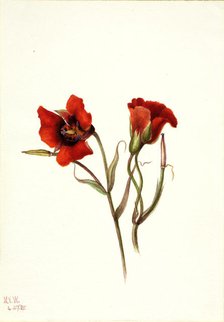 Desert Mariposa (Calochortus kennedyi), 1935. Creator: Mary Vaux Walcott.