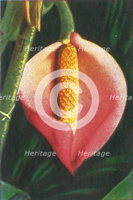 Philodendron, c1928. Creator: Unknown.