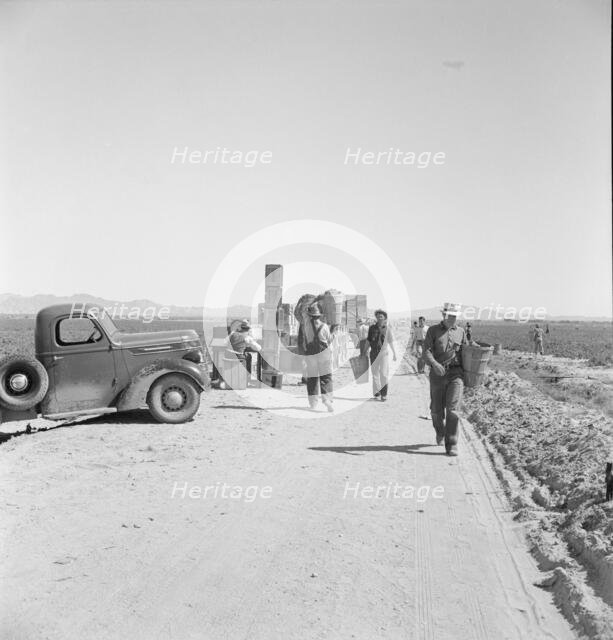 Five hundred pea pickers in field of large-scale Sinclair..., Near Calipatria, CA, 1939. Creator: Dorothea Lange.