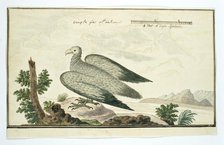 Gyps coprotheres (Cape vulture), 1777-1786. Creator: Robert Jacob Gordon.