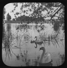 White swans and cygnets on river - unknown location. Creator: Unknown.
