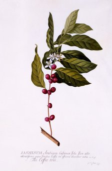 The Coffee Tree, c. 1743 (hand coloured engraving). Creator: "Georg Dionysius Ehret (1710 - 70); Ehret, Georg Dionysius (1710-1770)".