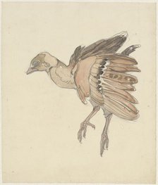 Dead bird (partridge?), 1873-1917. Creator: Theo van Hoytema.