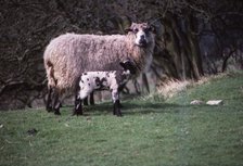 Sheep and Lambs in April, Wharfedale, Yorkshire, 20th century. Artist: CM Dixon.