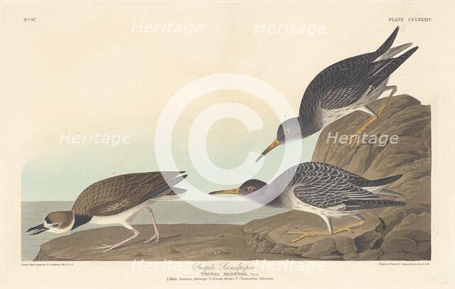 Purple Sandpiper, 1835. Creator: Robert Havell.