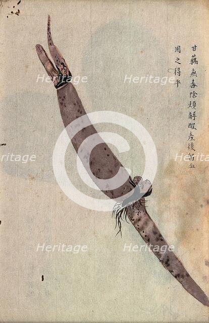 Lotus root (Nelumbo nucifera): part of rhizome. Creator: Unknown.