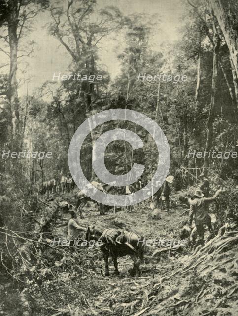 'A Rough Road, Tasmania', 1901. Creator: Unknown.